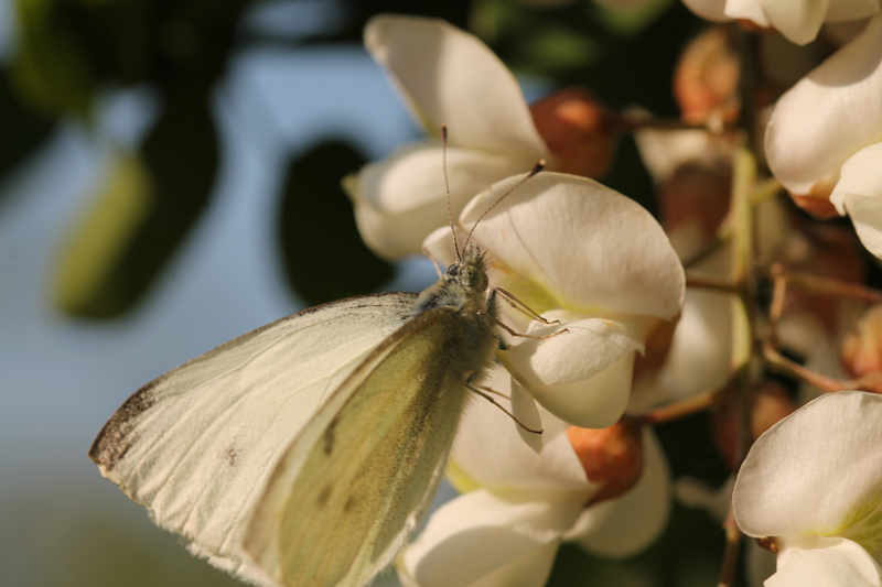 Pieris rapae o mannii?  P. rapae !